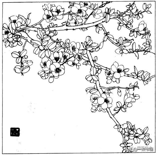 简笔画报花名：手绘铅笔画“白杜鹃花”画法，简笔画报花名（百花苑——白描百花分享<一>）