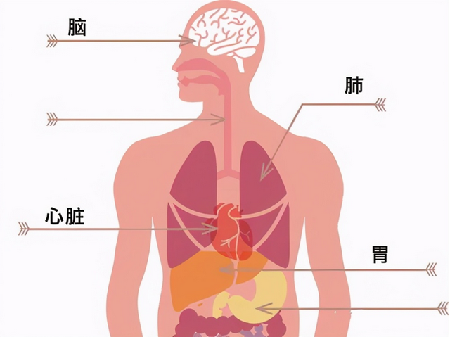 燕窝是智商税吗，燕窝属于智商税吗（弄懂这些问题可以免交智商税）