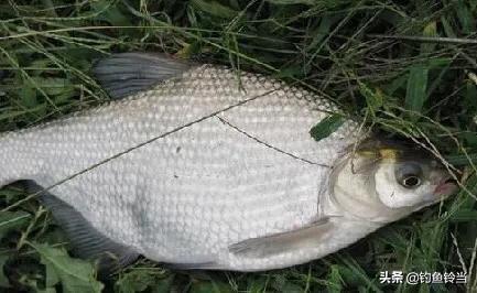 鱼下巴的营养价值，鲷鱼下巴的营养价值（既有营养价值又具有药用价值的鱼———鳊鱼）
