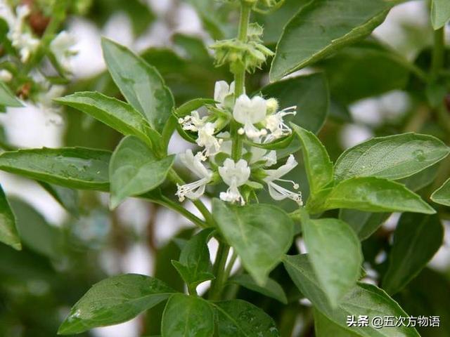 荆芥农村名叫什么名，荆芥图片大全高清图片（云南的“薄荷”也不是薄荷）