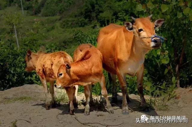 technique的解释及technique的例句，technique意思中文翻译（每天1分钟背单词）