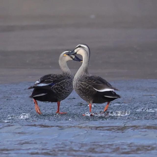 野鸭的种类有哪些，野鸭子有哪几种（TA就是野鸭中最靓的仔）