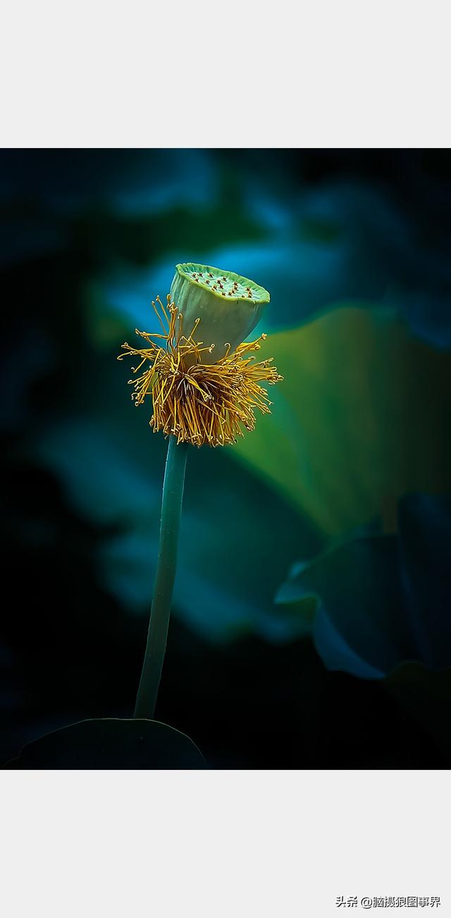 荷花图片，荷花图片大全真实照片（分享18张实拍荷花照）