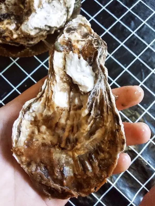 生蚝是海鲜吗，牡蛎对男性性功能有用吗（市场上这5种海鲜都是养殖的）