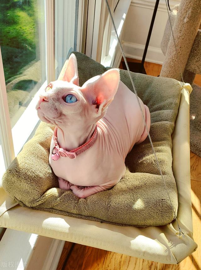 斯芬克斯猫，斯芬克斯无毛猫我见多了（斯芬克斯猫身上起红点怎么治）