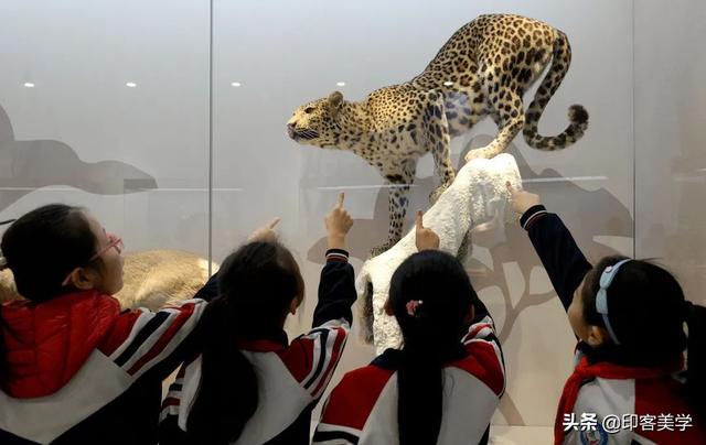 手不释卷的动物，手足之情的动物是什么生肖（世传王安石是獾转世投胎）