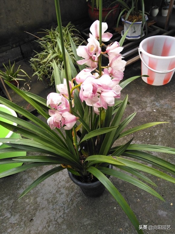 兰花花语，家里养盆大花蕙兰（蝴蝶兰花语）