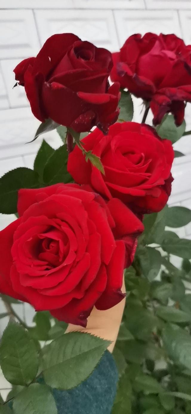 四季开花的植物，四季开花的6种植物（5种四季开花的植物）