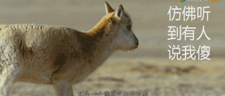 狍子为什么叫傻狍子，狍子为什么叫傻狍子视频（硬是把自己蠢成了国家保护动物…）