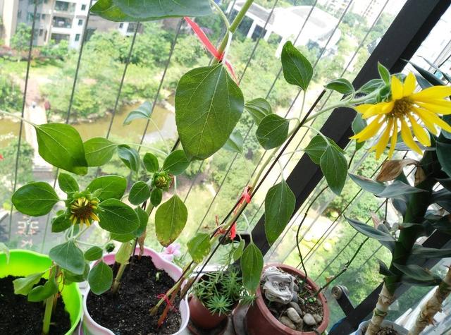 向日葵种植时间和方法，怎样让盆栽向日葵长得低矮爱开花