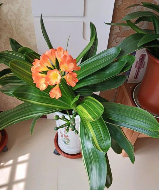 君子兰怎么养才能开花，君子兰一般养几年开花（不会养君子兰）