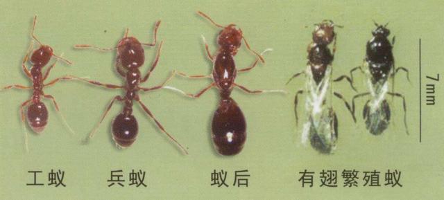 蚂蚁的分工，蚂蚁的分工分哪几种（决定蚂蚁群体行为的原因）