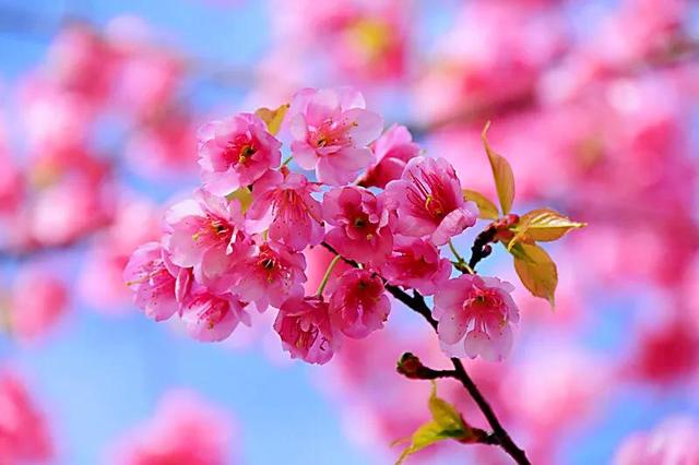 樱花是什么颜色，樱花有哪些品种和颜色（早樱、晚樱、垂枝樱、云南樱简介）