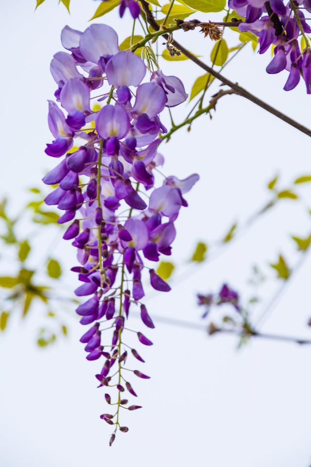 什么是茶蘼花，什么是荼蘼花（六月，梦一场荼蘼花事）