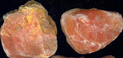 丹顶红-状物作文350字，山丹丹开花红艳艳作文（鹤顶红并不是来自于丹顶鹤）