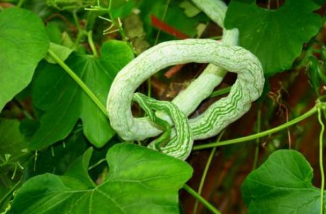 蛇豆的做法，蛇豆的做法大全家常菜蛇豆能和平菇红萝卜一起吃吗（遇见此瓜多买点）