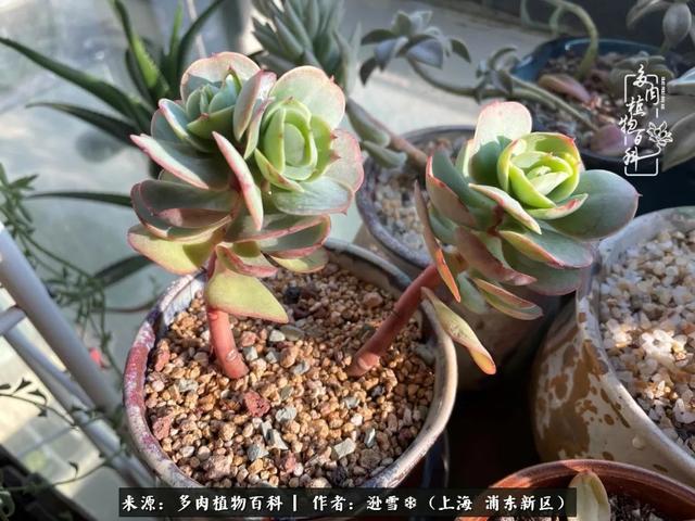 多肉植物图片，感恩相遇，余生相互关照（若绿多肉植物图片）