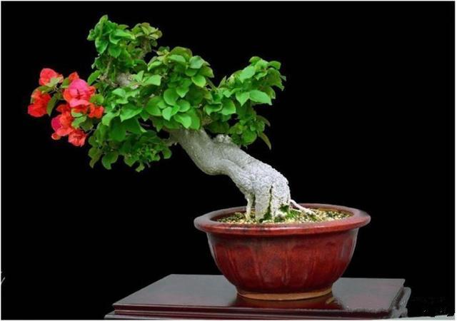 制作迷你盆栽的小窍门，教你如何制作出一盆极品微型盆景