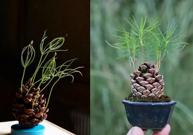 松果手工作品图片，如何用松果做手工作品（周末爬山逛公园捡来的松果）