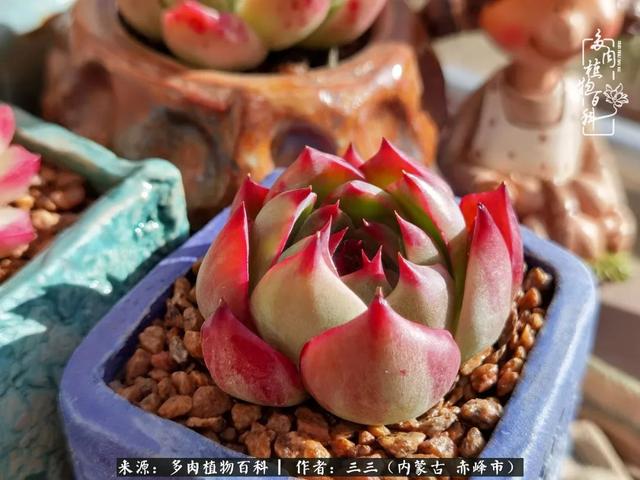 雪候鸟是什么意思，雪候鸟歌词表达什么意思（多肉于我从来不是锦上添花）