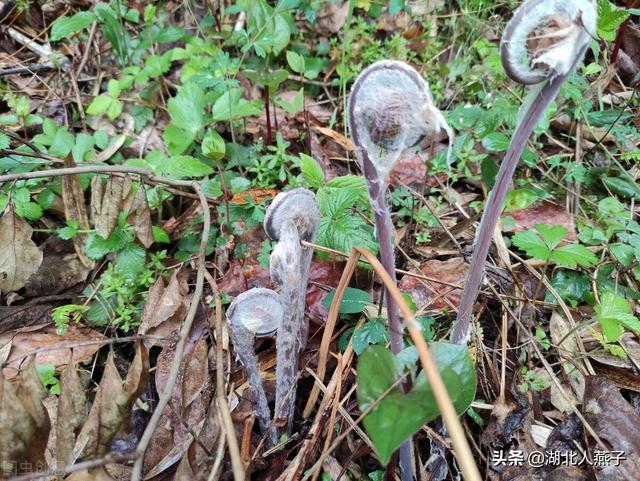 野菜种类有什么，野菜的种类和图片大全（你想要的野菜这里都有）