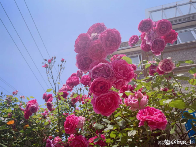 100种月季花的名字和图片，100种花的名字和图片（10种常见月季花图鉴）