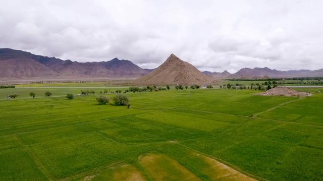 青稞可以做什么吃，青稞怎么吃（丰收节里话青稞——日喀则的宝藏农作物）