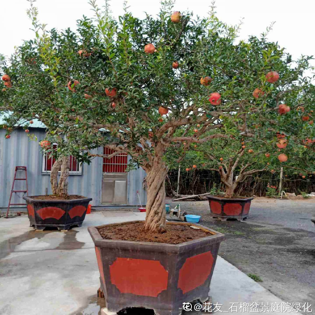 石榴树怎么养，石榴树苗什么时候种植最好（就能边赏花边吃果）