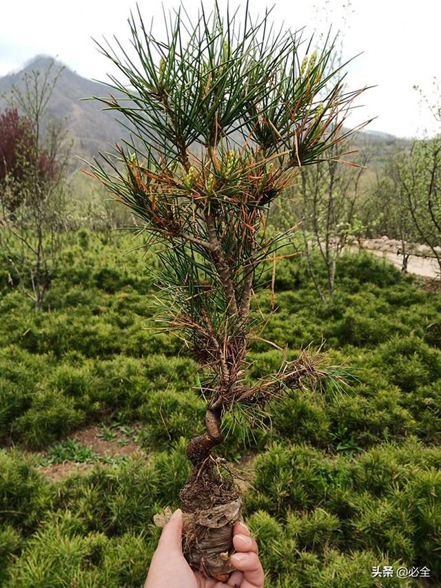 今日天水白皮松价格表，白皮松65厘米多少钱（白皮松未来5年的前景预测）