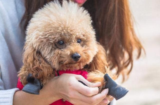 泰迪是什么意思，泰迪摇尾巴是什么意思（现在才知道泰迪犬这几个动作）