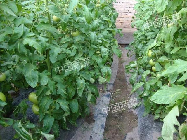 关于蚯蚓的资料，蚯蚓到底是益虫还是害虫