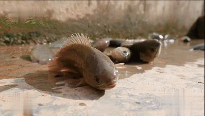 翻山越岭的动物是什么，翻山越岭打一生肖（“逆天狂徒”过山鲫）