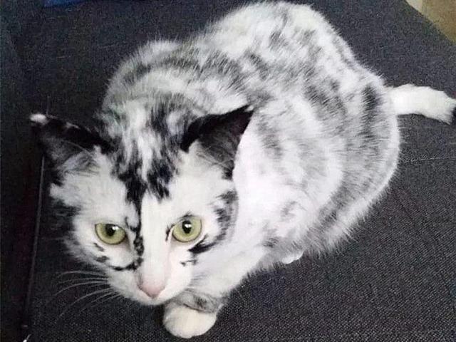 猫咪毛发颜色变黄是什么原因，气温、营养不良等原因都会导致其毛发变色