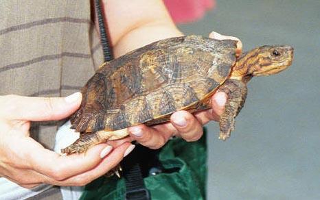 乌龟种类有哪些，乌龟种类有哪些品种（陆龟和水陆两栖龟区别）