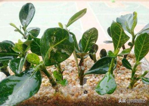 栀子花的寓意，扦插寓意很好的三种植物（栀子花的样子描写）