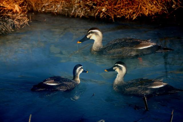 野鸭的种类有哪些，野鸭子有哪几种（TA就是野鸭中最靓的仔）