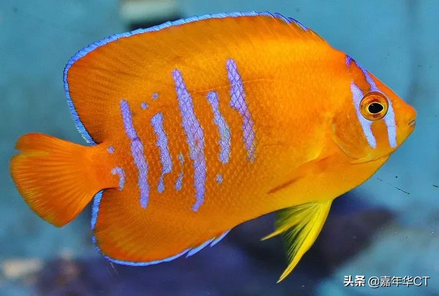 中国最贵的鱼十大排名(世界上最昂贵的10种观赏鱼) - 去钓鱼
