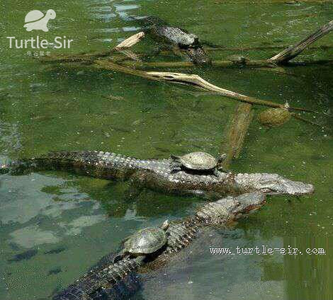 成语缩头什么颈，头缩颈的近义词（全程高能来袭第一季）
