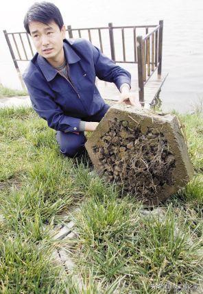 我的世界黑色混凝土的英文是什么，我的世界黑色混凝土英语（神奇！混凝土上竟然能种草！）