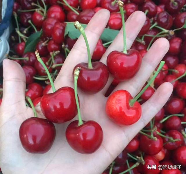 车厘子和樱桃的区别，车厘子和樱桃是同一种水果吗（车厘子和樱桃到底有何区别）