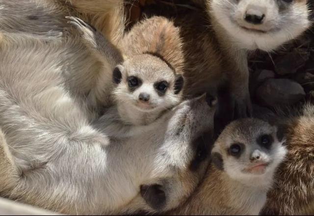 鸊鷉怎么读，鸊鷉怎么读图片（动物园里的这些生僻字你都认识吗）