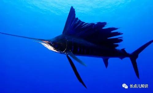 哪种鱼游泳速度最快，哪种鱼游泳速度最快视频（旗鱼速度109千米/小时）
