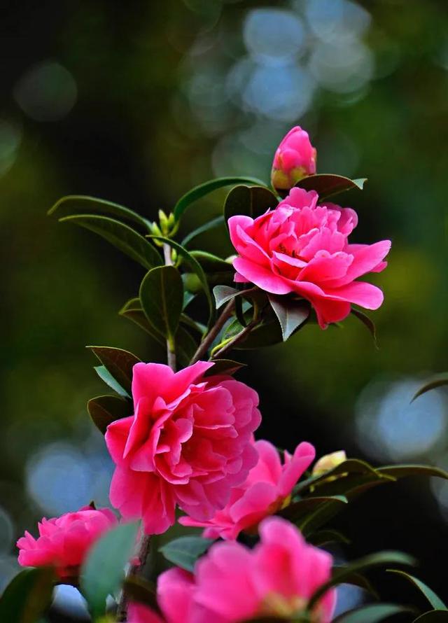 老虎菜为什么叫老虎菜，老虎菜是什么样的（王德明丨）