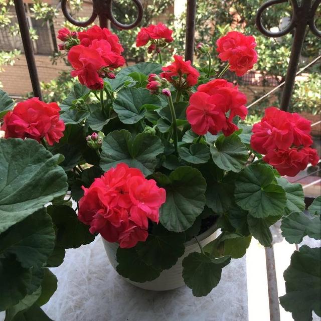 驱蚊植物有哪些，驱蚊的植物有哪些（种4盆驱蚊植物）