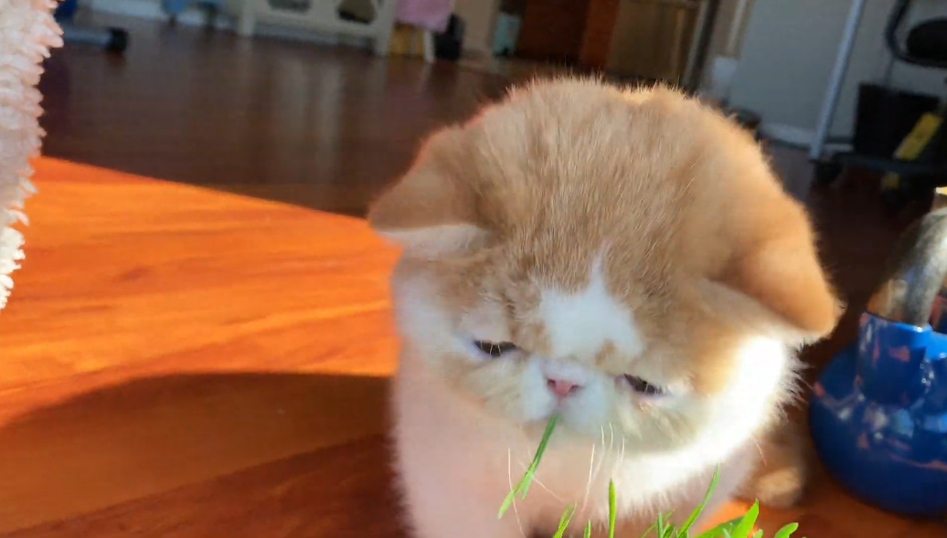 猫为什么吃草(猫走丢了能自己回家吗)