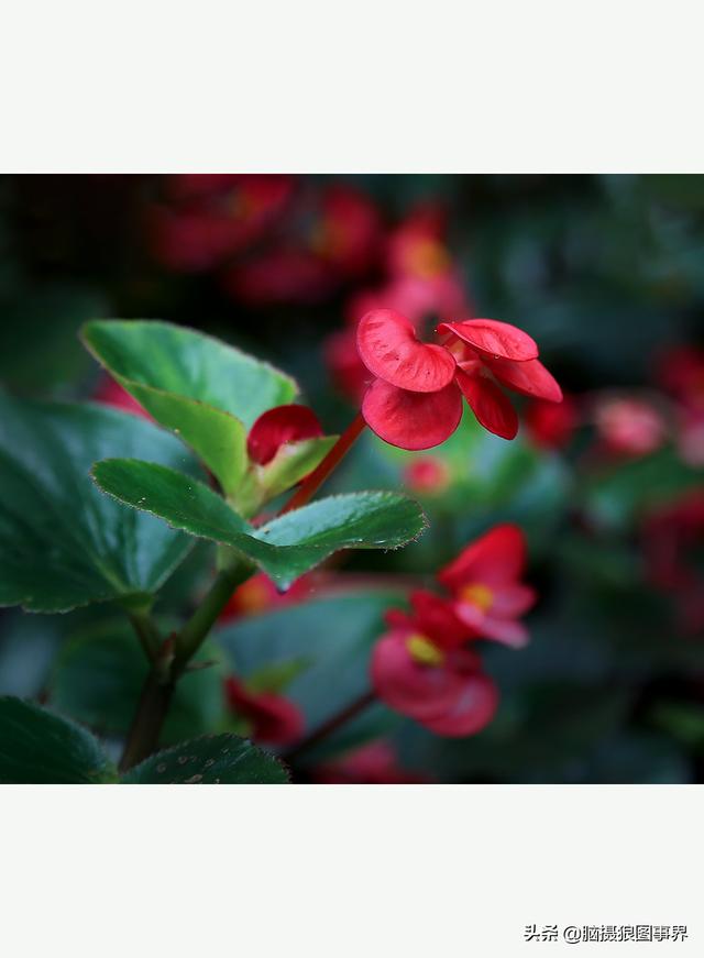 玻璃海象（玻璃海棠，这3个方法你用了吗（玻璃海棠长什么样）