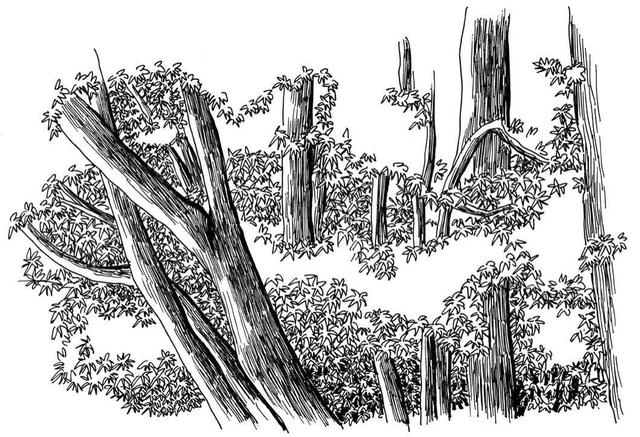 小树简笔画怎么画，小树的简笔画怎么画（教你三种常见树木画法）