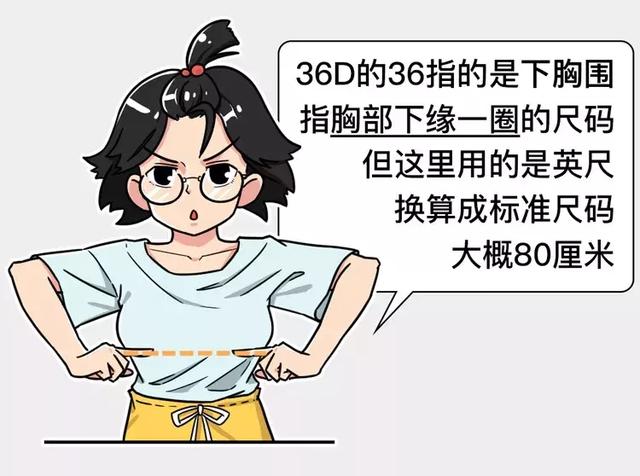 36d是什么意思啊多大，36d是什么意思（男生根本就不懂女生的罩杯）