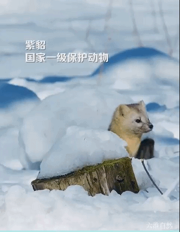 紫貂是什么动物，紫貂是珍稀动物吗（长白山拍到一只野生紫貂）