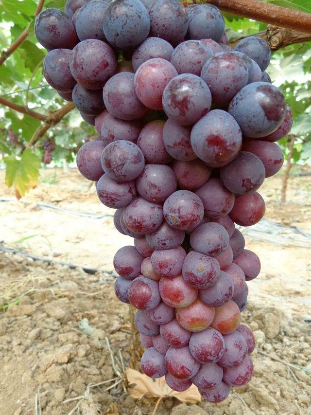 葡萄的产地是哪里，葡萄的产地是哪里喜欢的原因（请认清这5个产地）